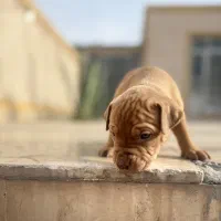 پیت بول چشم آبی