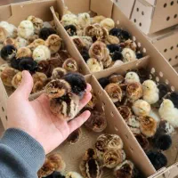جوجه یک روزه تا یک ماهه بومی محلی تخم گذار رسمی