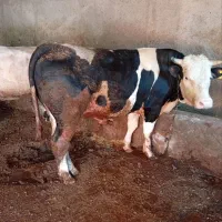 فروش گوساله نر پرواری سرک دار