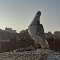 کبوتر گرفتنی