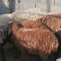 بره شیر ماده  خوش نژاد