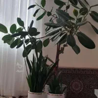 گلهای زیبا فروشی در اطراف شهر رزن