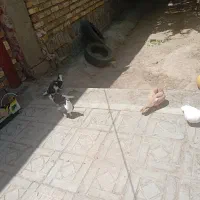 کفتر
