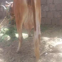 گاوزایده جرسی با گوساله سیمیتال