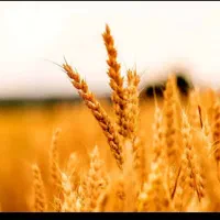 خرید گندم نقد روی باسکول