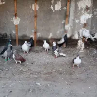 ۱۱ تا کفتر به شرط پرش