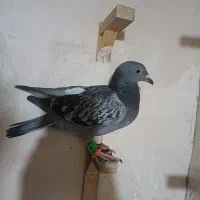 کبوتر|پرنده|مشهد, کلاته برفی|دیوار