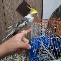 عروس هلندی نر