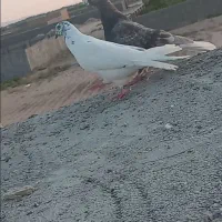 رنگه|پرنده|شاهرود, |دیوار