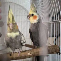عروس هلندی با جوجه