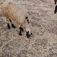 بره ماده
