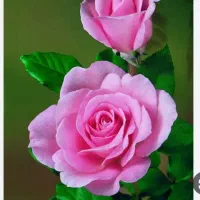 شرکت خدماتی و نظافتی دسته گل