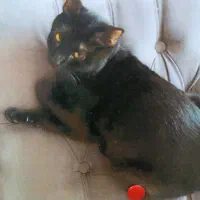 گم شده|حیوانات|اصفهان, بوستان ناژوان|دیوار