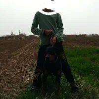 واگذار سگ روتوایلر نر معاوضه باه گوسفند بره
