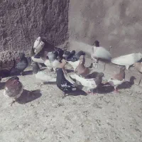 کبوتر دو رنگ