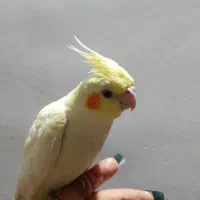 دوتا جوجه عروس هلندی