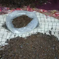 میمنه یا مومنایی شیره کمر