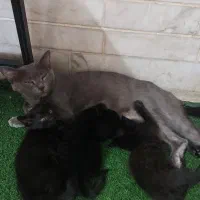 واگذاری بچه گربه اسکاتیش