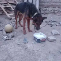 سگ ژرمن
