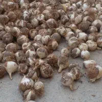 موسیر باکیفیت (کوهی)