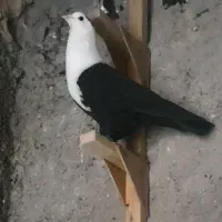 مخمل سیاه  نر