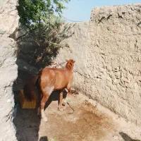 اسب سالم و بدون ها وخش