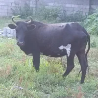 گاو و گوساله
