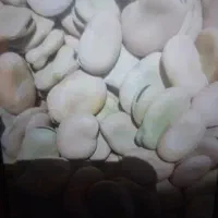 باقلا خشک ونخود محلی امسال