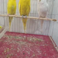مرغ عشق