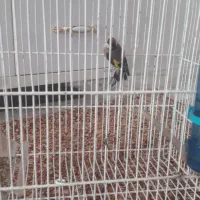 سهره