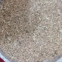 گندوم امسال