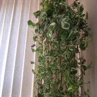 گل پتوس زیبا و آویز گلدان مکرومه