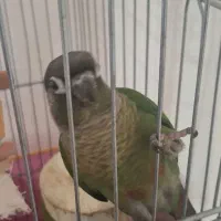 طوطی گرینچیک