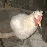 مرغ محلی سپیدان