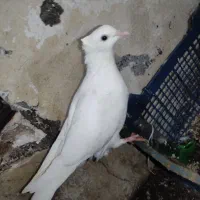 تعدادی کفتر و کبوتر و جوجه پرشی