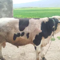 گوساله سیمنتال