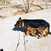 سگ نژاد ژرمن شپرد اصل