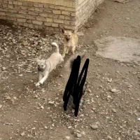 واگذاری توله پاکوتاه بامزه