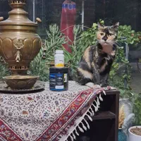 گربه گمشده