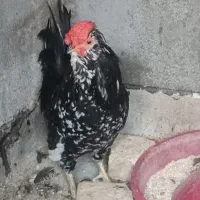 خروس گلین ۴۰تاج