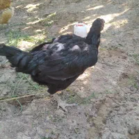 مرغ لاری