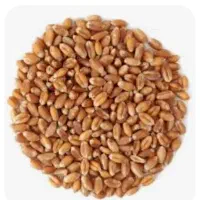 فروش گندم حیدری مخصوص بذر