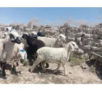 بره شیری ریز