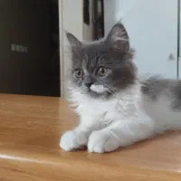 گربه