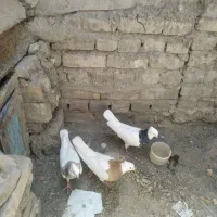 4عددکبوتر طوقی