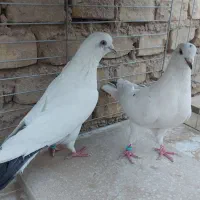 جفت سفید دم سیاه تعدادی نروماده