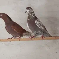 کفتر معاوضه
