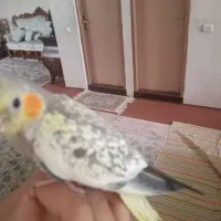 عروس هلندی