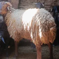 بره تخمی
