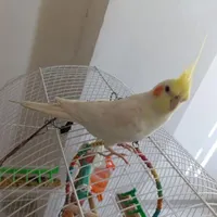 عروس هلندی گم شده